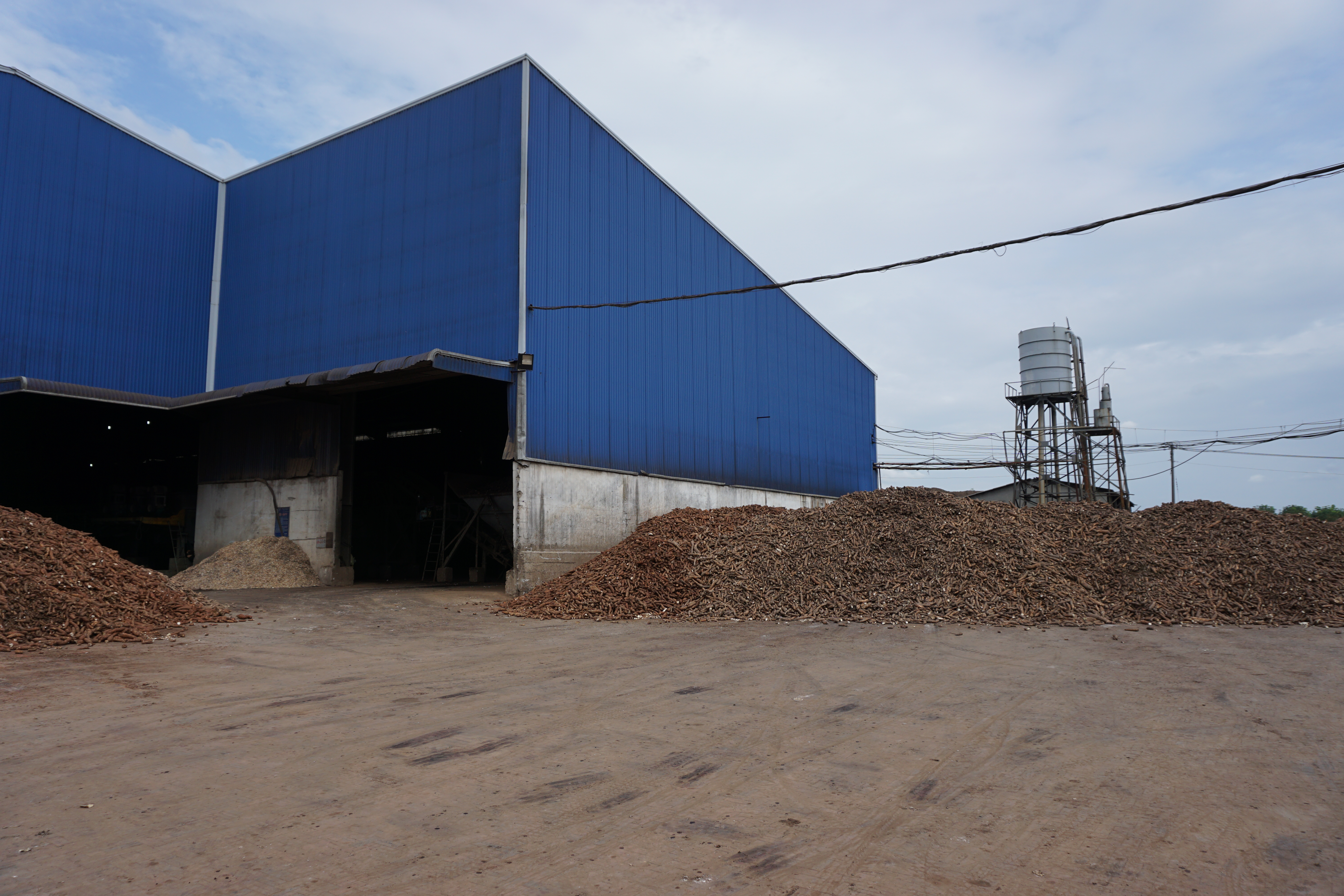 Raw Cassava Field
